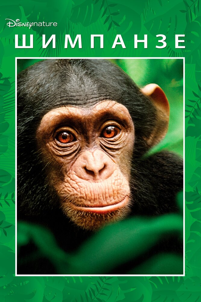 Шимпанзе (2012) постер